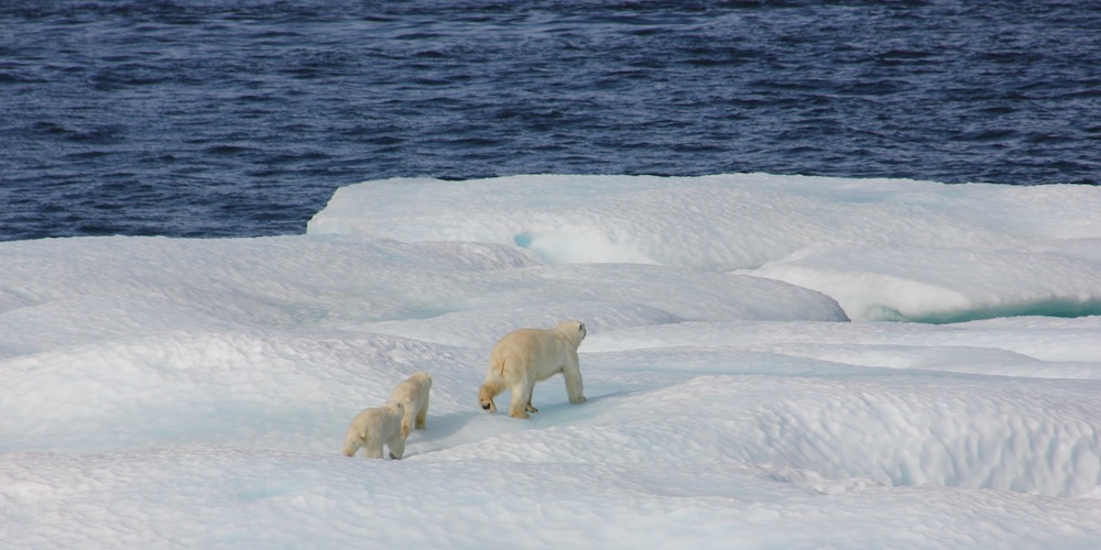 Polar bear with cubs on ice sheet